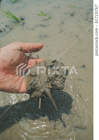 水稻種植時的稻田土壤 82728767