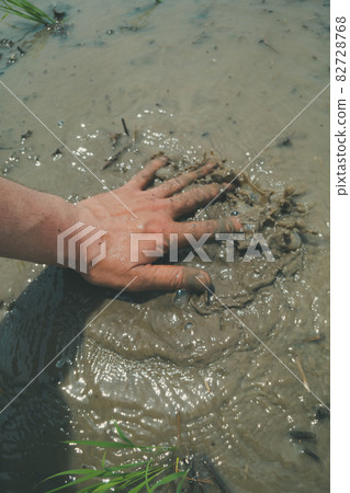 水稻種植時的稻田土壤 82728768