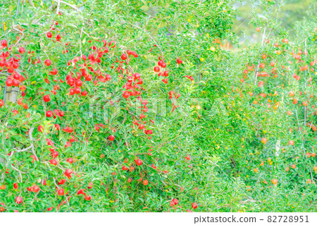 Harvesting apples growing on trees [Nagano Prefecture] 82728951