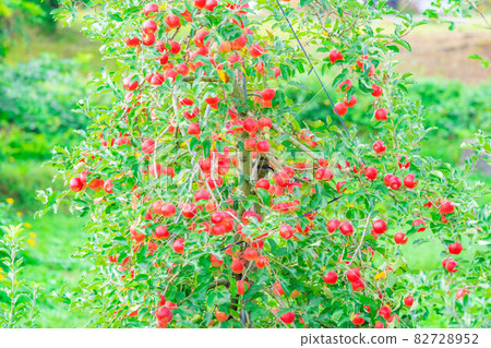 Harvesting apples growing on trees [Nagano Prefecture] 82728952