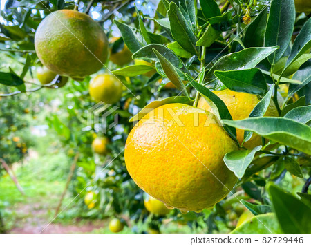 Ripe and fresh oranges hanging on branch Ripe and fresh oranges hanging on branch 82729446