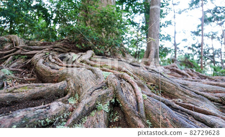 生根於熊野古道伊勢路的巨大柏樹根 生根於熊野古道伊勢路的巨大柏樹根 82729628