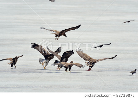 White-tailed eagle and Steller's sea eagle competing for fish on ice (Koshimizu Town, Hokkaido) 82729875