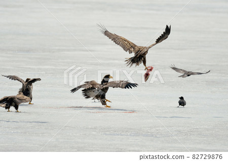 白尾雕和海雕在冰上爭魚（北海道小清水町） 82729876