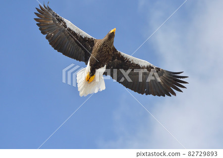 Flight of adult Steller's sea eagle (Shiretoko, Hokkaido) Flight of adult Steller's sea eagle (Shiretoko, Hokkaido) 82729893