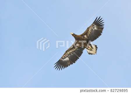 Flight of young Steller's sea eagle (Shiretoko, Hokkaido) 82729895