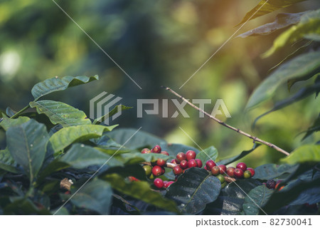 Ripe Red coffee bean berry plant fresh seed coffee tree growth in green eco organic farm. Close up red ripe seed robusta arabica berries harvest for coffee garden. Fresh coffee bean green leaf bush Ripe Red coffee bean berry plant fresh seed coffee tree growth in green eco organic farm. Close up red ripe seed robusta arabica berries harvest for coffee garden. Fresh coffee bean green leaf bush 82730041