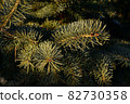 Canada's cold cedar leaves 82730358