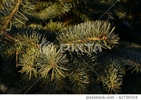 Canada's cold cedar leaves Canada's cold cedar leaves 82730358