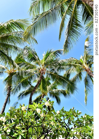 Holidays in Hawaii Holidays in Hawaii 82730540