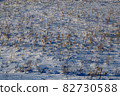 Canada Snowy fields 82730588