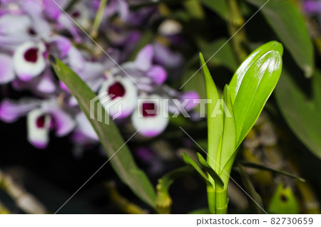 Emerging Noble Dendrobium Orchid Leaf Stems (Dendrobium nobile) 82730659