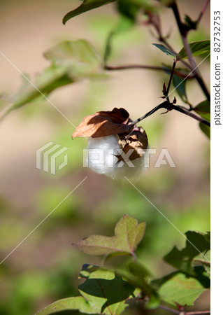 Cotton tree Cotton tree 82732753