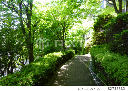 A nice park walkway where you can enjoy green forest bathing on a daily basis 82732883