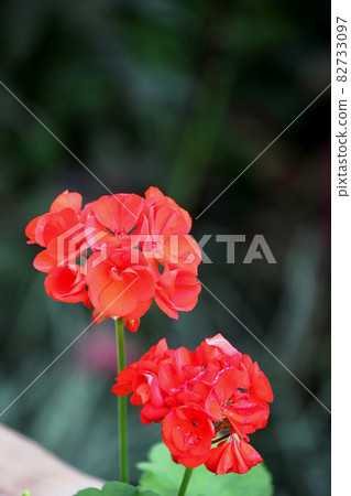 Geranium Geranium 82733097
