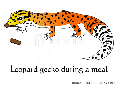 豹紋壁虎阿富汗橘字符圖 82733468