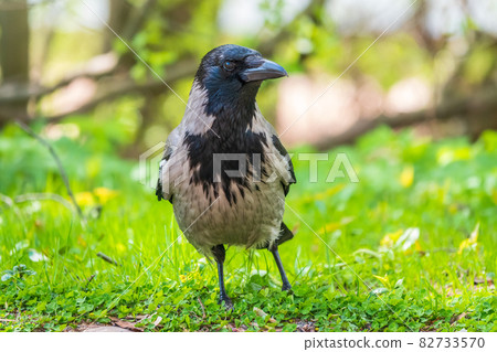 Black crow walks on green lawn. Raven on grass. Wild bird on meadow. Black crow walks on green lawn. Raven on grass. Wild bird on meadow. 82733570