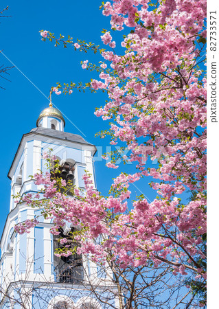 Lush blooming pink sakura blossoms on blue sky and church background Lush blooming pink sakura blossoms on blue sky and church background 82733571