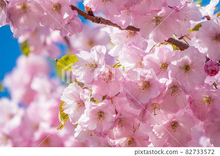 Lush blooming pink sakura blossoms. Spring Background image Lush blooming pink sakura blossoms. Spring Background image 82733572