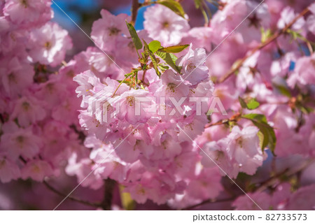 Lush blooming pink sakura blossoms. Spring Background image Lush blooming pink sakura blossoms. Spring Background image 82733573