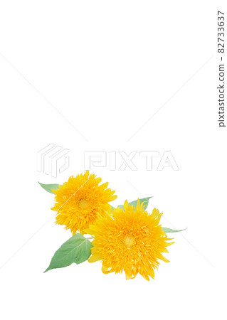 Sunflower summer memories Van Gogh sunflower non-pollen high-branch sunflower Sunflower summer memories Van Gogh sunflower non-pollen high-branch sunflower 82733637