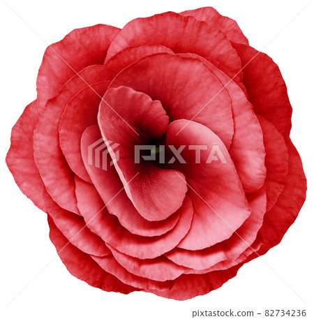 rose flower red. Flower isolated on a white background. No shadows with clipping path. Close-up. Nature. 82734236