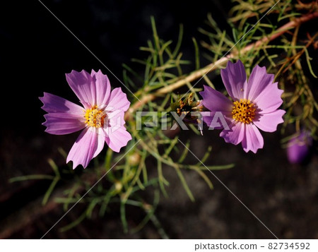 Two-wheeled pink cosmos bathed in sunlight through the trees 82734592