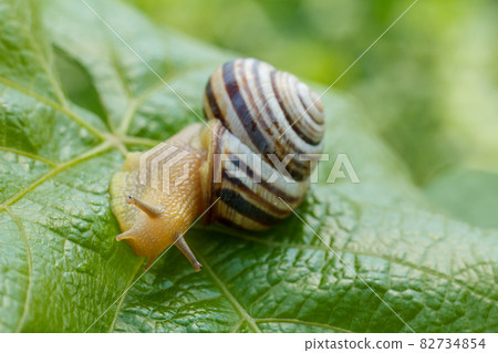 Close-up view of snail on green leaf. 82734854