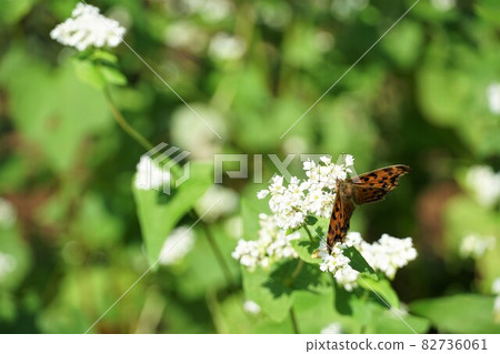 Autumn in Sakuragawa City, Ibaraki Prefecture, a landscape / image of butterflies sucking nectar in a buckwheat field in full bloom 82736061