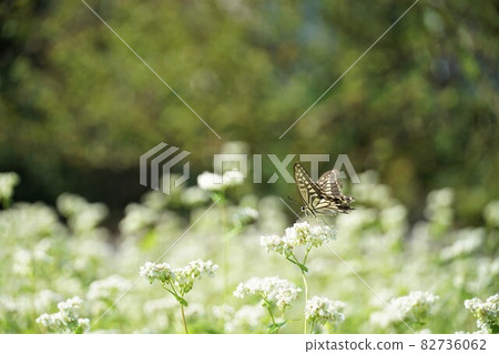 Autumn in Sakuragawa City, Ibaraki Prefecture, a landscape / image of butterflies sucking nectar in a buckwheat field in full bloom Autumn in Sakuragawa City, Ibaraki Prefecture, a landscape / image of butterflies sucking nectar in a buckwheat field in full bloom 82736062