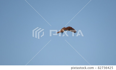 Kestrel 82736425