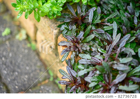 Garden vegetation 82736728