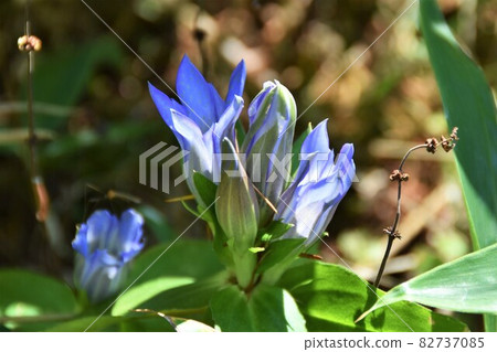 龍膽花 龍膽花 82737085