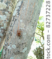 Cicada shell that sticks to the trunk of a tree 82737228