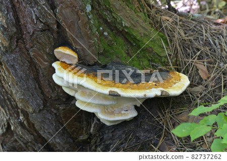 Tsuga Sarunokoshikake 82737262