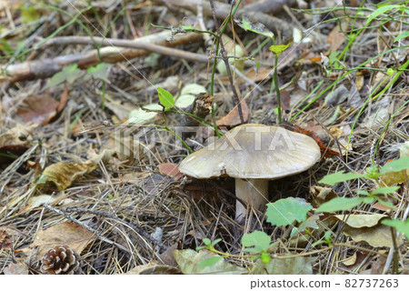 Ura Beni Hottimeji 82737263