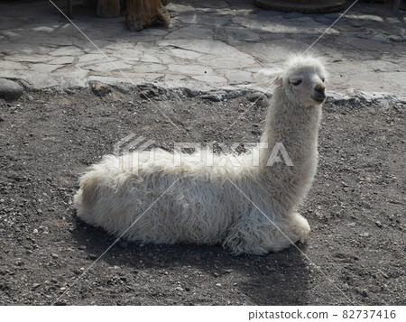 南美洲玻利維亞烏尤尼鹽沼因卡瓦西島上的羊駝 82737416