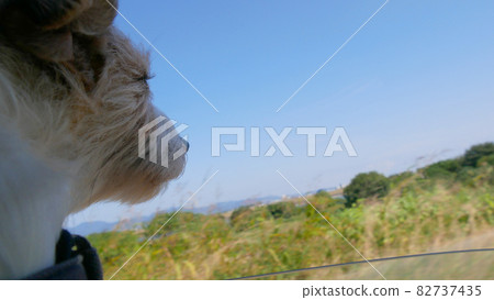 Profile of a dog that cuts the wind Drive by car Profile of a dog that cuts the wind Drive by car 82737435