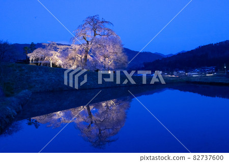 晚上請欣賞盛開的櫻花。它被點亮了。前景中的水面上倒映出一幅顛倒的畫面。這是夢幻般的。 晚上請欣賞盛開的櫻花。它被點亮了。前景中的水面上倒映出一幅顛倒的畫面。這是夢幻般的。 82737600