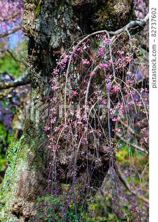 這是神原著名的垂枝櫻花的特寫。你可以看到很多芽。 82737602