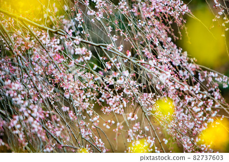 It is the scenery of the famous weeping cherry blossoms in Kamihara. Rape blossoms are in bloom in the foreground. 82737603