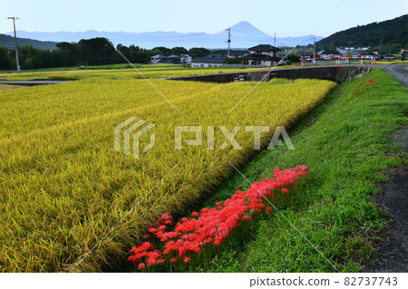 Seitetsumachi, Nirasaki City, Fuji over the terraced rice fields where cluster amaryllis blooms 82737743