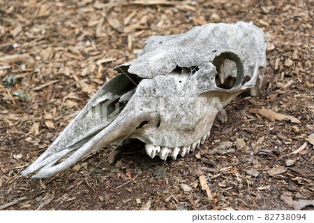 Weathered skull of a dead horse in the forest. An old horse skull lies on the ground. Bone skull with teeth Weathered skull of a dead horse in the forest. An old horse skull lies on the ground. Bone skull with teeth 82738094