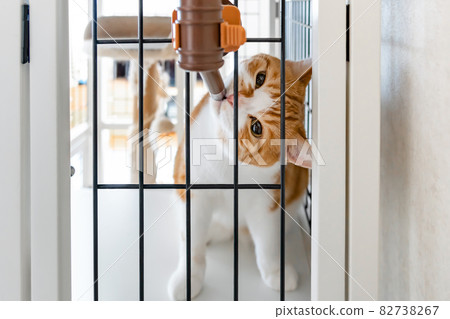 Brown white cat drinking water from a water bottle 82738267