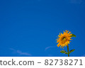 Blue sky and sunflower 82738271