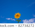 Blue sky and sunflower 82738272