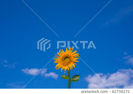 Blue sky and sunflower Blue sky and sunflower 82738272