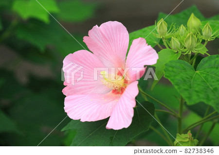 Fuyo flowers 82738346