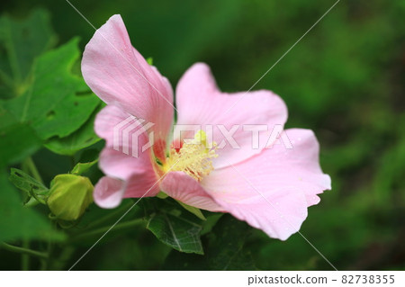 Pink Furong 82738355