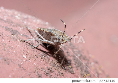 The haphigaster nebulosa, common name mottled shieldbug on a roof with red tiles 82738430